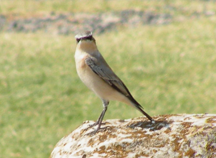 Dalla Turchia: Oenanthe isabellina?